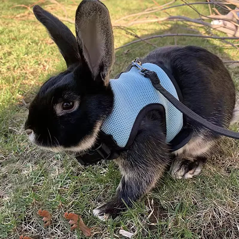 Breathable Mesh Vest Harness with Adjustable Soft Straps & Elastic Leash for Rabbits, Cats & Small Pets